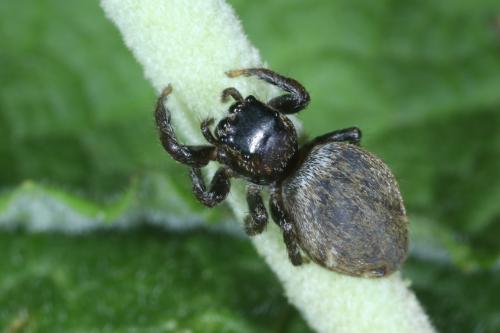 Evarcha falcata